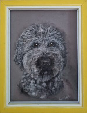 Portret labrabdoodle Stef
